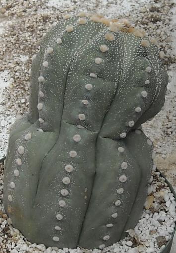 Astrophytum Asterias Kabuto Mix Sand Dollar Cacti Cactus Raro - Foto 6